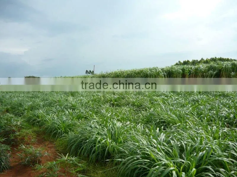 Green High Yield Perennial Hybrid Pennisetum Chinese Forage Seeds