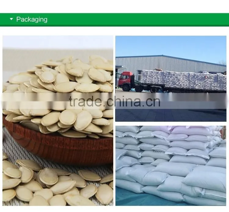 chinese inner mongolia new shine skin pumpkin seeds