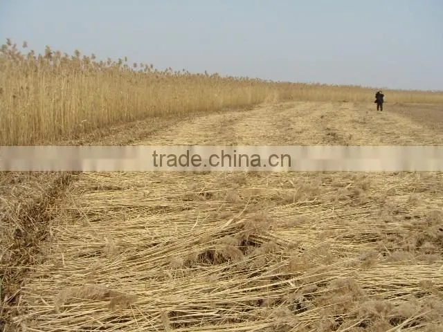 Powerful Sesame harvester reaper binder machine