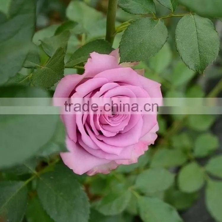 Top grade hot selling fresh cut flower eustoma wholesale