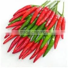FRESH GREEN CHILLI WITH BEST PRICE ASND GOOD QUALITY