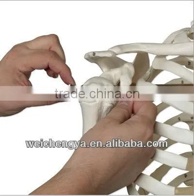 Biological Science Human Model Standard 85cm Skeleton on Pelvic Mounted Base