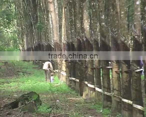 Rubber band for Agriculture/ Hottest seller flexibility natural rubber bands