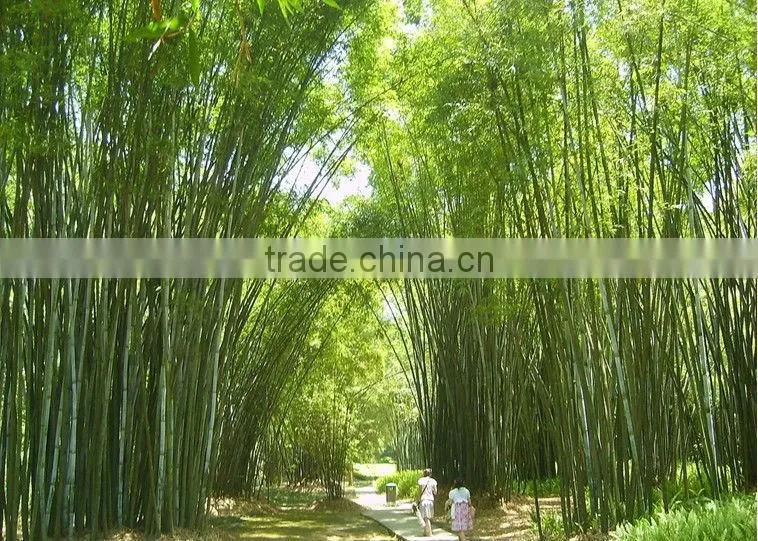 2013 Popuar and Cheap Carbonized alternative pisos from China