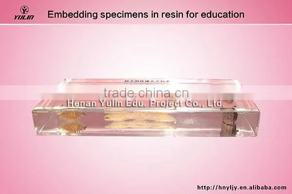 medical 3D primary school standard clam specimen for biology teaching