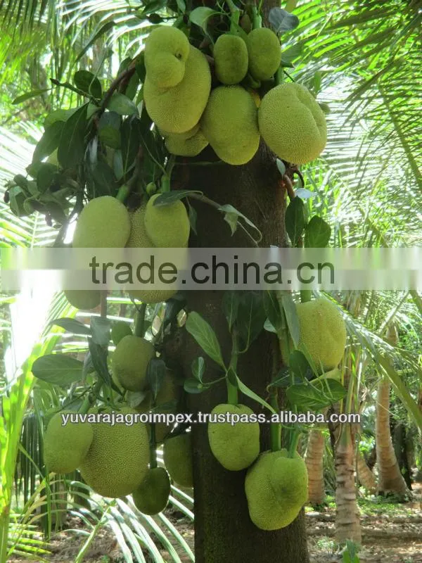 Green Jackfruits from India