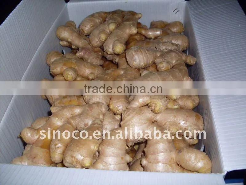 Fresh Ginger export