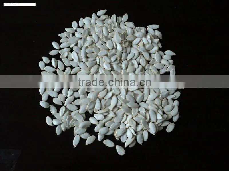 New crop Snow White Pumpkin seeds in shell size 12 cm