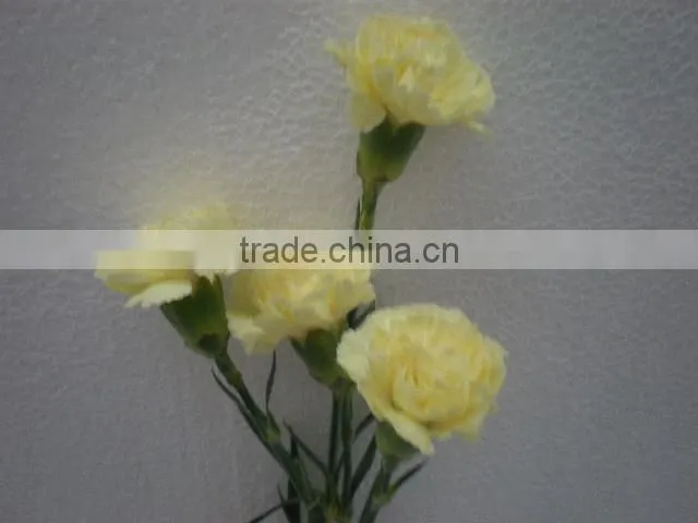 fresh cut flowers carnation varieties flowers