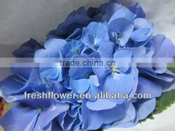 supply high quality of Hydrangea from china