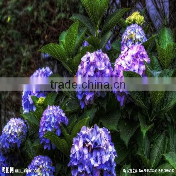 high grade hydrangea flower export from the biggest flower trading center in China
