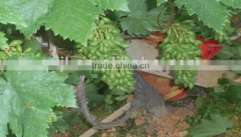 Liquid chitosan bio fungicide foliar spray organic fertilizer for agriculture