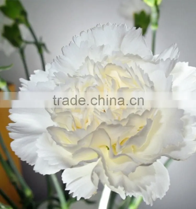 Best quality Snow White carnation flowers export