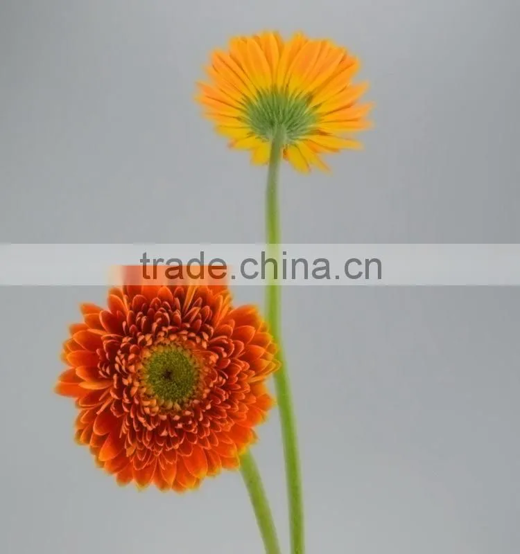 Newest Golden Sun cute gerbera flower