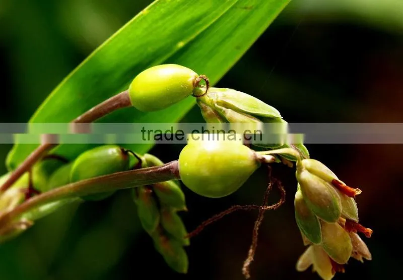 100%Pure and Natural Barley Essential Oil,Chinese Barley Essential Oil