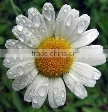Chamomile Oil Blue