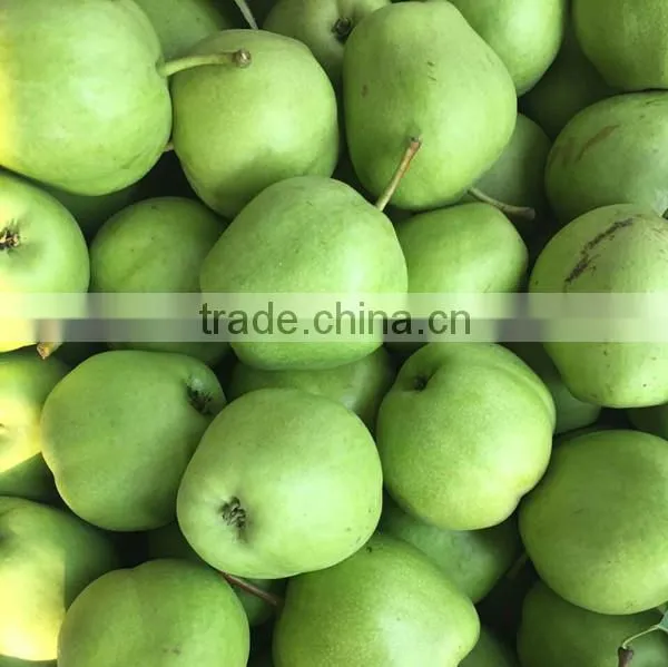 2015 new crop fresh su pear with good quality White pears fresh juicy pears