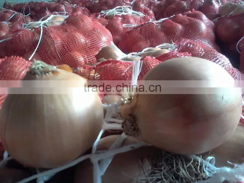 Onion