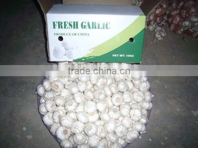 High quality Chinese garlic 2012 crop