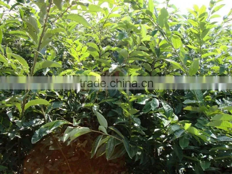 Chinese chestnut seedling