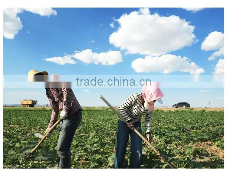 benefits of pumpkin seeds Wholesale snow white / shine skin pumpkin seeds competitive price