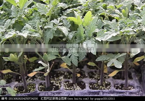 Professional manufacturer High reflective fodder growing trays
