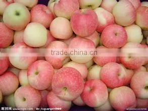 Fruit Sorting Machine for Pineapple, mango, grapefruit, dragon fruit