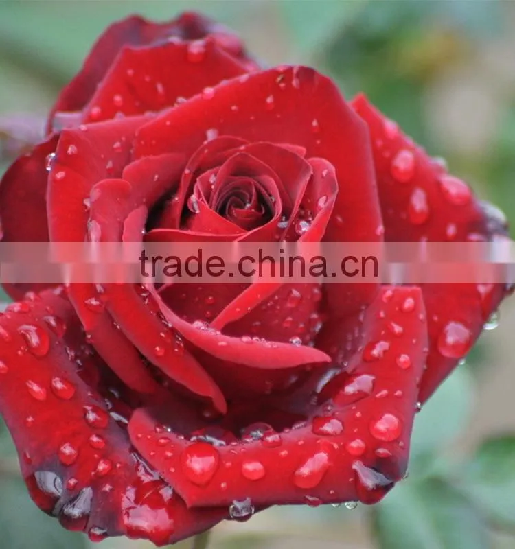 Best quality Carola cool beauty rose for weddings