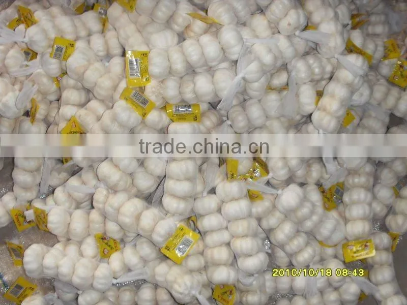 Fresh White Garlic