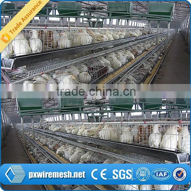 poultry chicken house/ coop for chicken