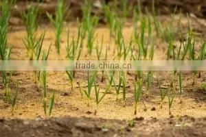 SD500 Wood sawdust machine
