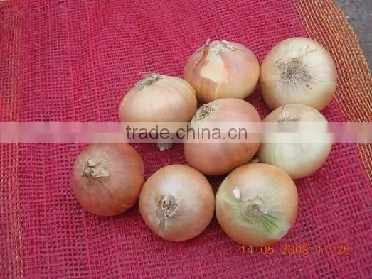 Onion