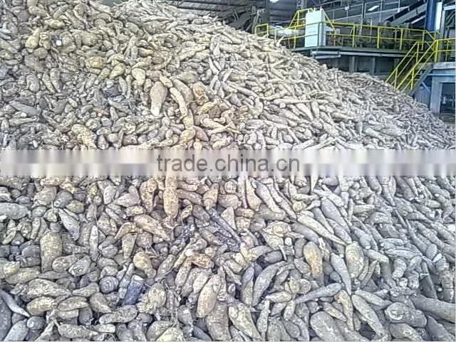 Thailand Organic High Quality Fresh Cassava for Sale