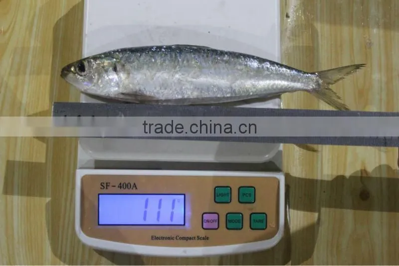 Low price frozen sardine fish