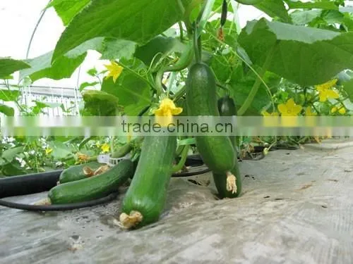 Hot sale Hybrid cucumber seeds fruit cucumber seeds for growing-Bei Jin No.5