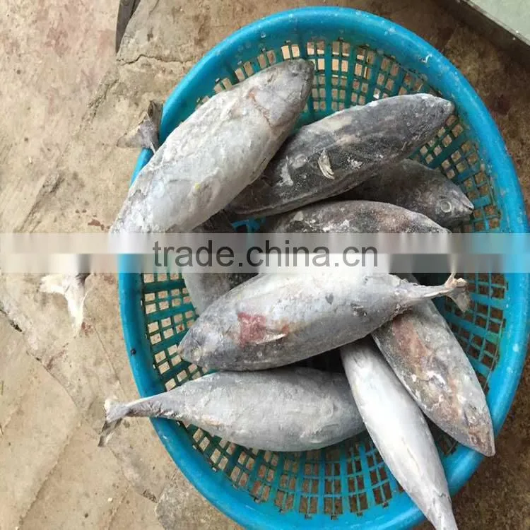 High quality frozen whole round fish bonito