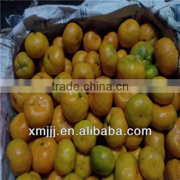 Fresh sugar mandarin