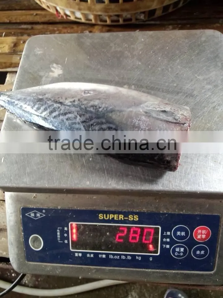 2015 frozen bonito HGT 150-300g/pc new processing