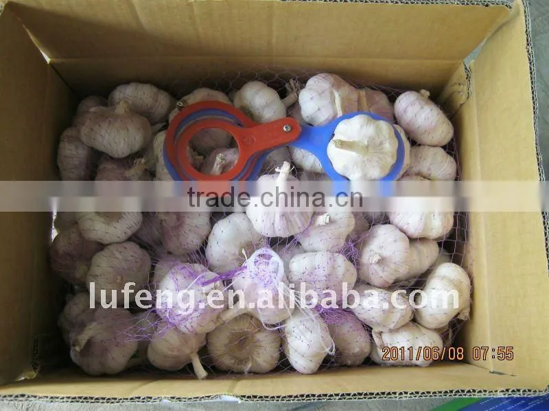 Pure White Garlic