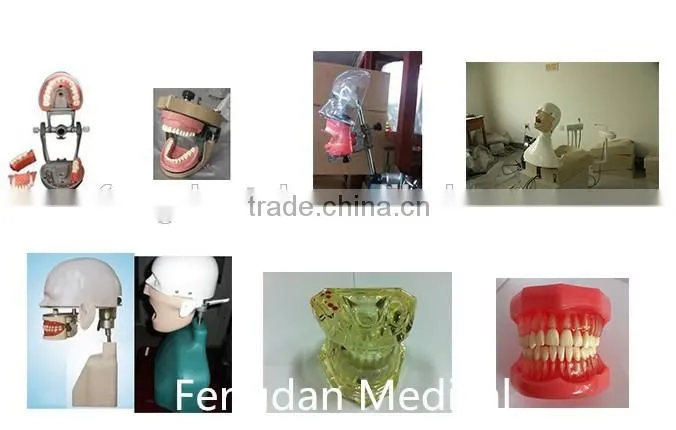 Fengdan updated hot selling dental phantom head for teaching