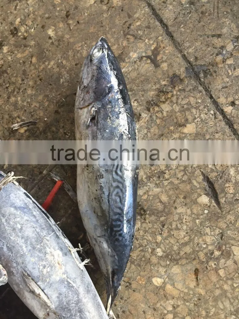 The ship frozen bonito fish