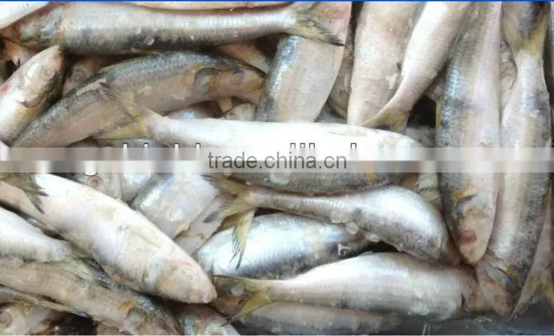 Good good quality frozen lighting sardine 100-120pcs/ctn