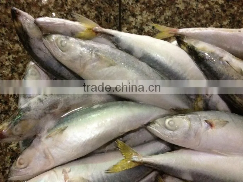 Whole round frozen fish 8-10pcs/kg for canned mackerel