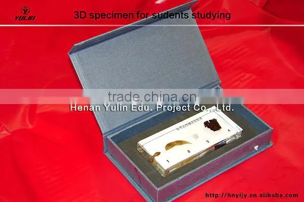 students learning embedding/3D primary school standard Seed dispersal mode specimen for biology teaching