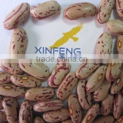 Light Speckled Kidney Bean 2010 long shape