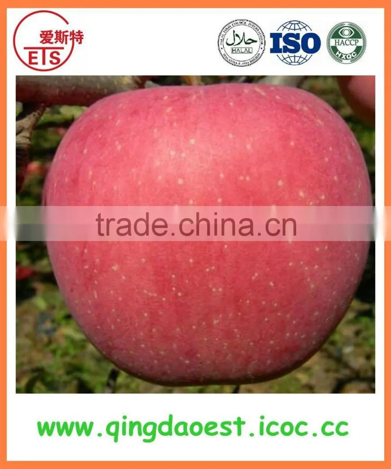 YanTai new season fresh sweet fuji apple
