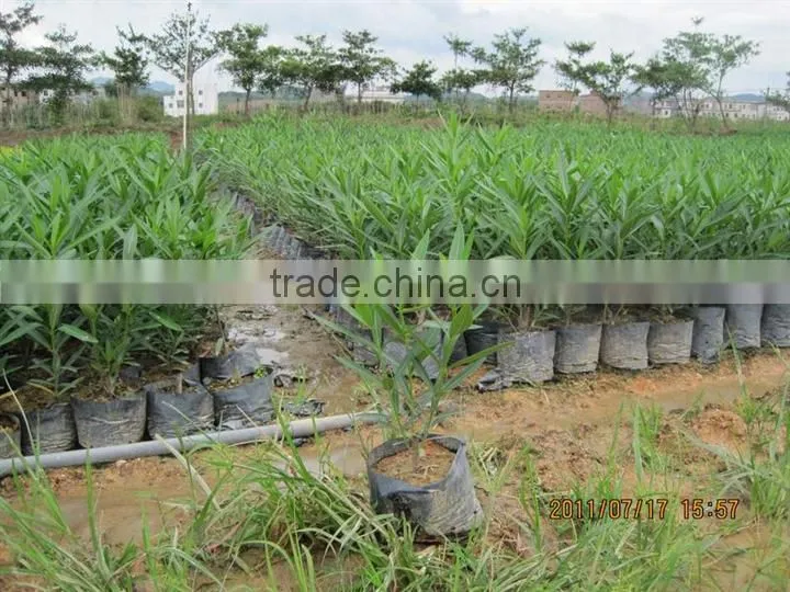 blooming Nerium indicum Milli of outdoor landscaping foliage decorative ornamental plants