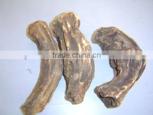 Radix Rhizoma Rhei