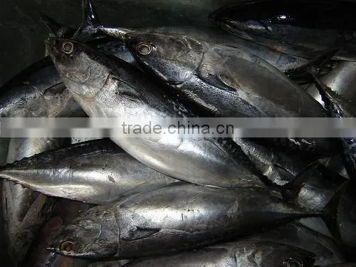 frozen bonito fish whole round for canned