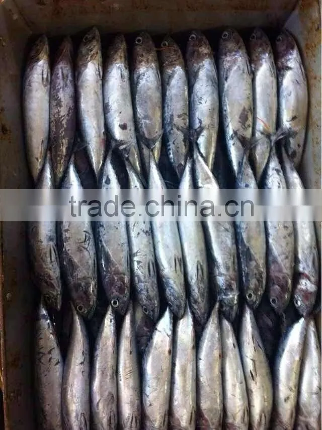 Bonito Tuna Fish